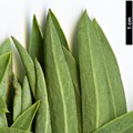 SpeciesSub: subsp. mauritanica